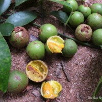 Garcinia cambogioides (Murray) Headland